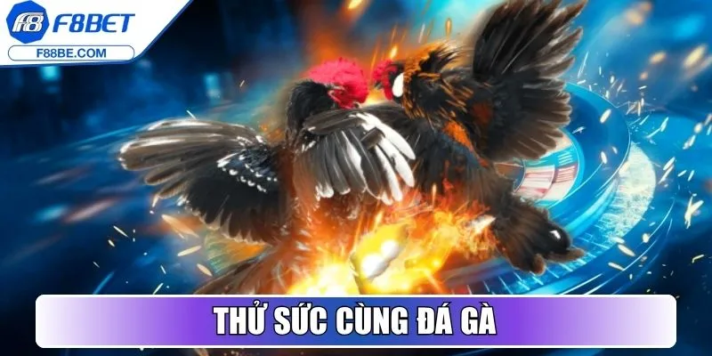 Thử sức cùng Đá Gà